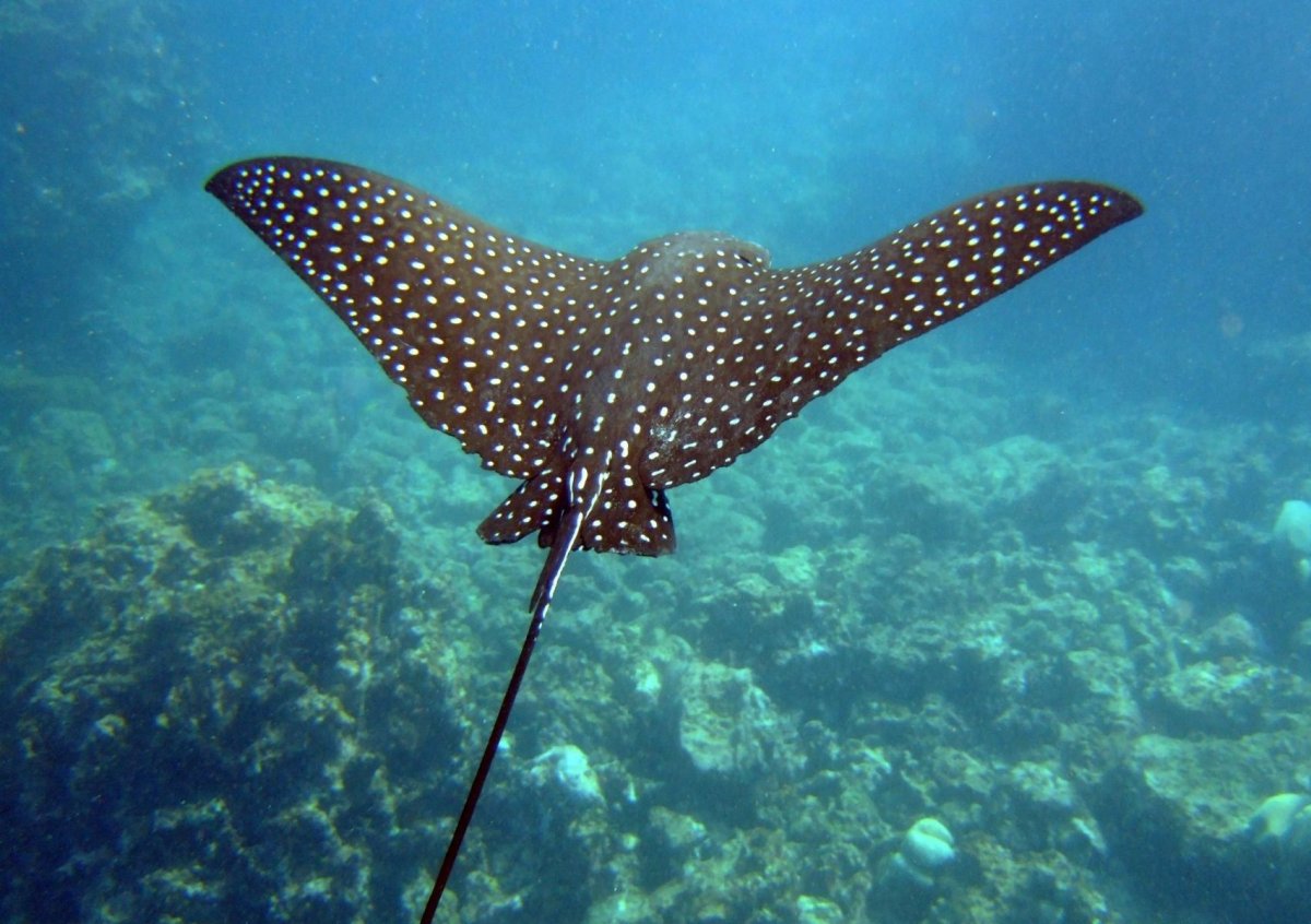 Обыкновенный пятнистый орляк