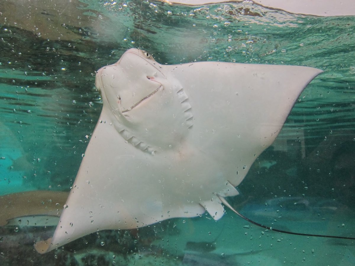 Малыш Скат морской