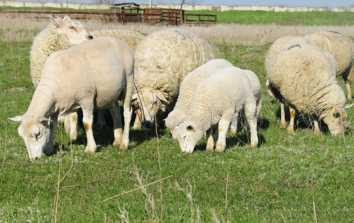Овцеводство Дорпер Дорсет