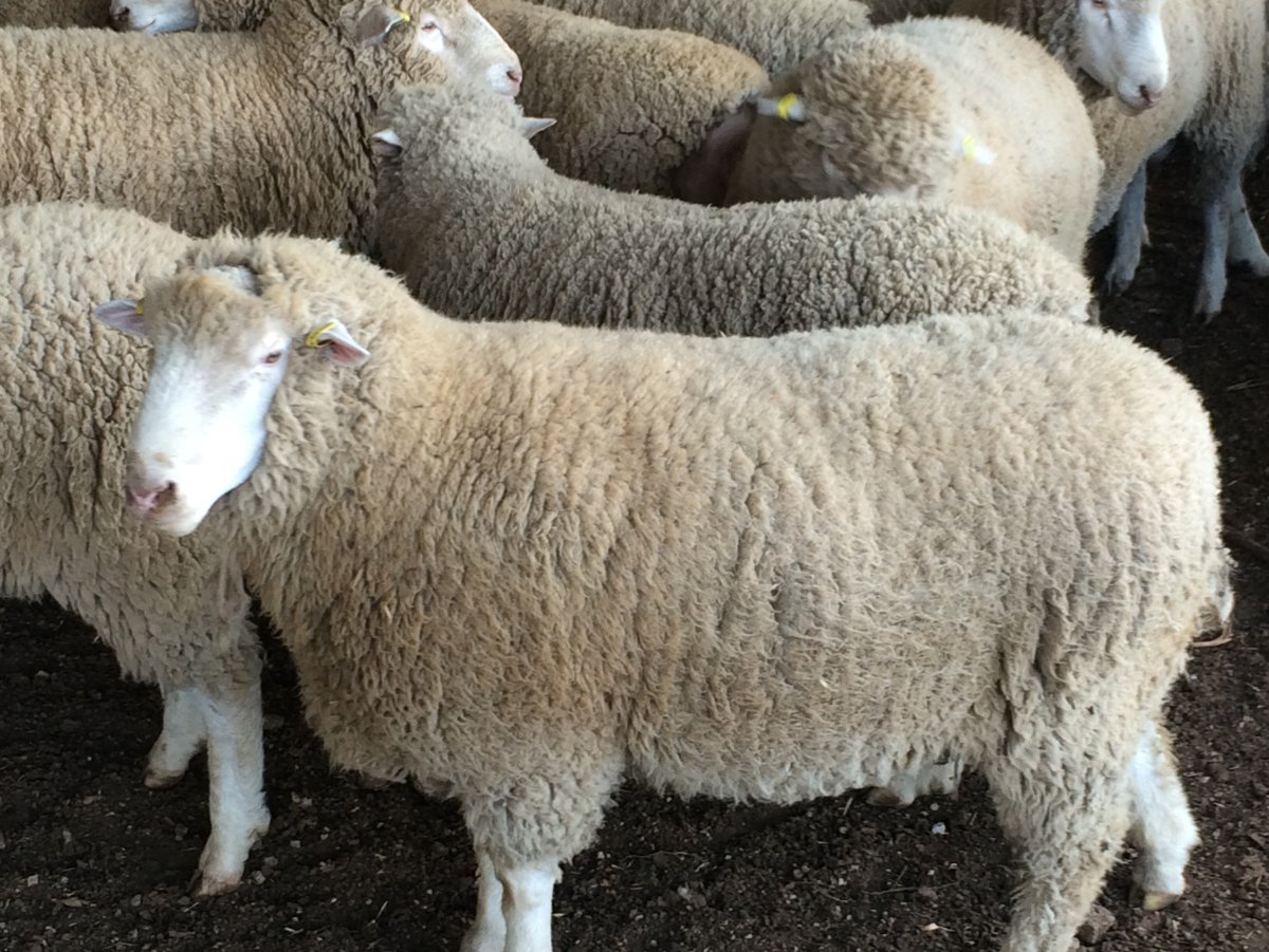 Дорсет Полл овец сколько дает чистого мясо