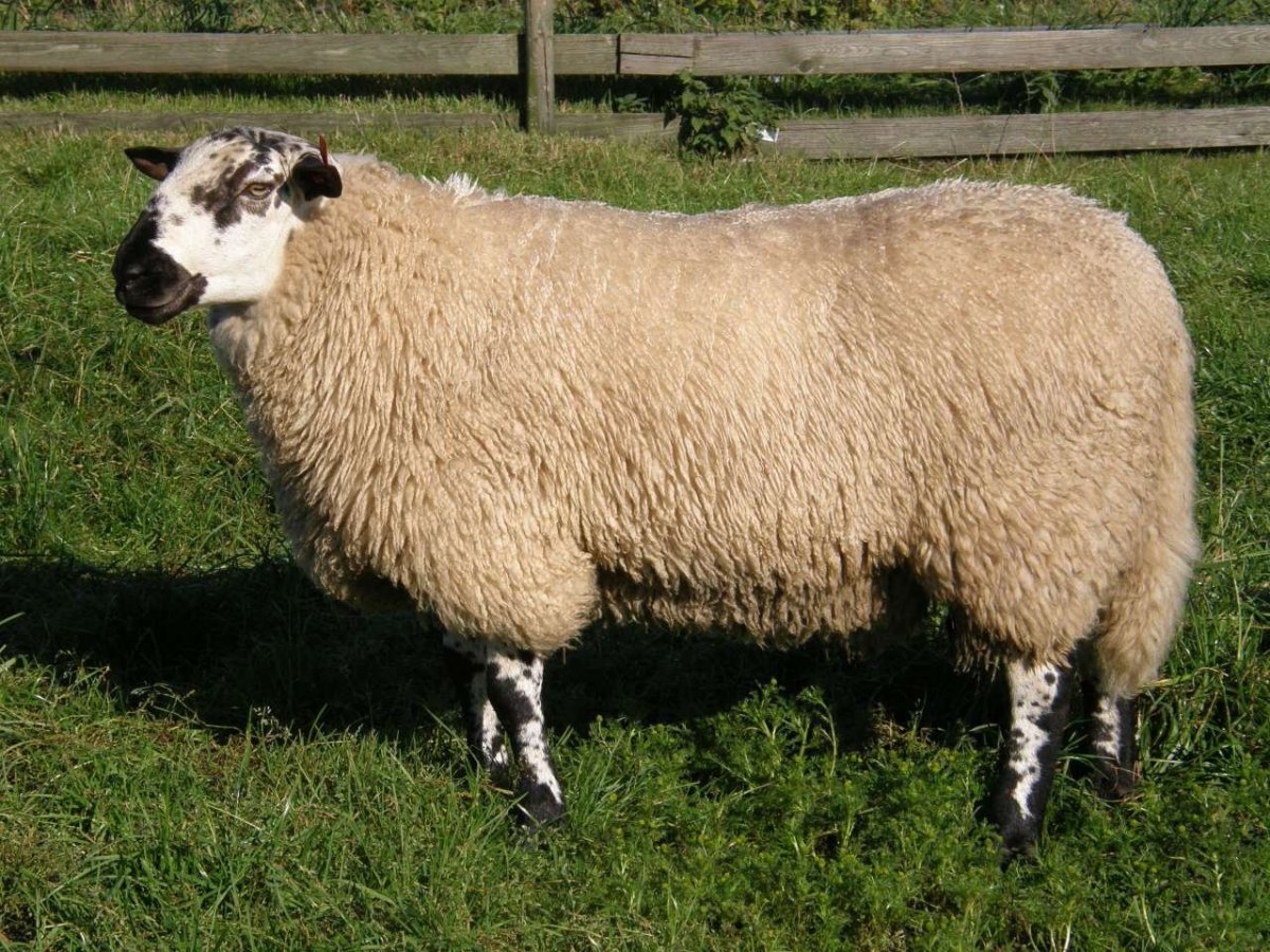 Саржинская парода Баранов