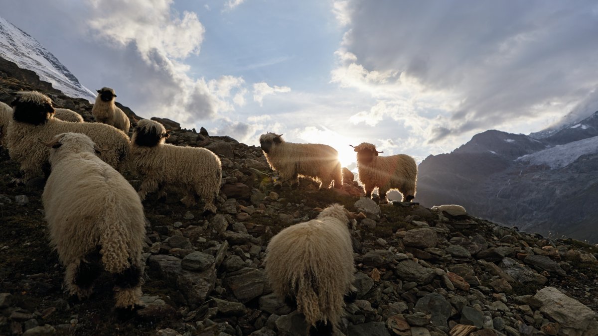 Овцеводство Дорсет