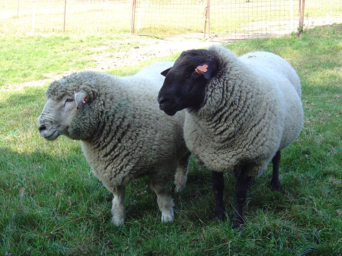 Суффолк а и Дорпер