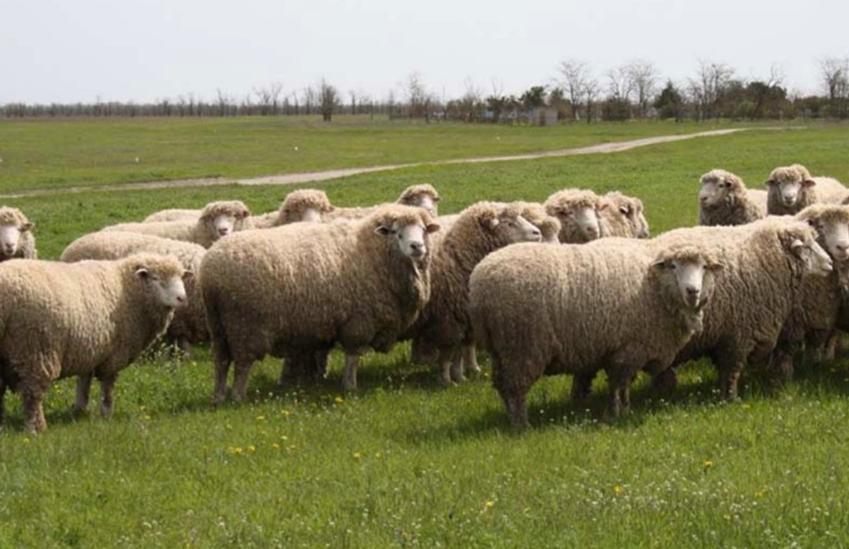 Волгоградская порода овец Племзавод Ромашковский