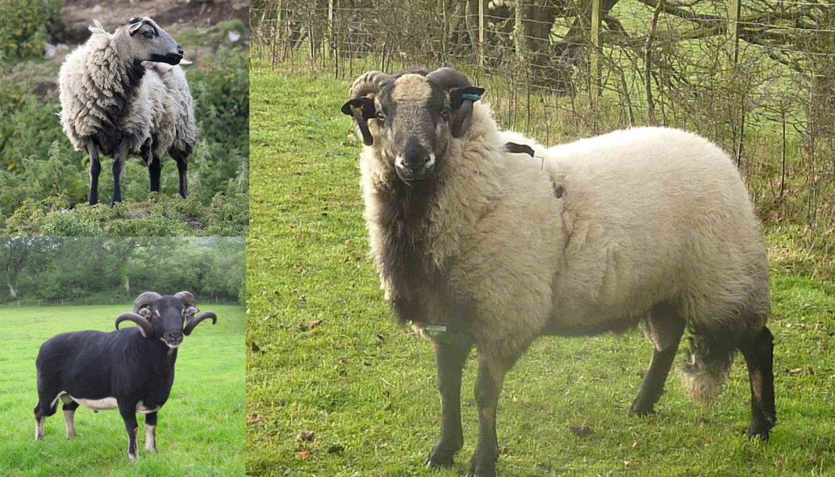 Цигайская порода овец