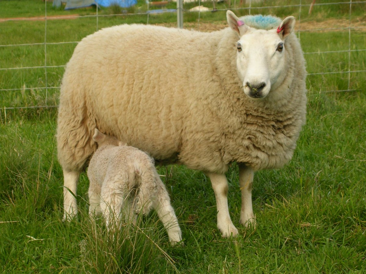 Cheviot Sheep