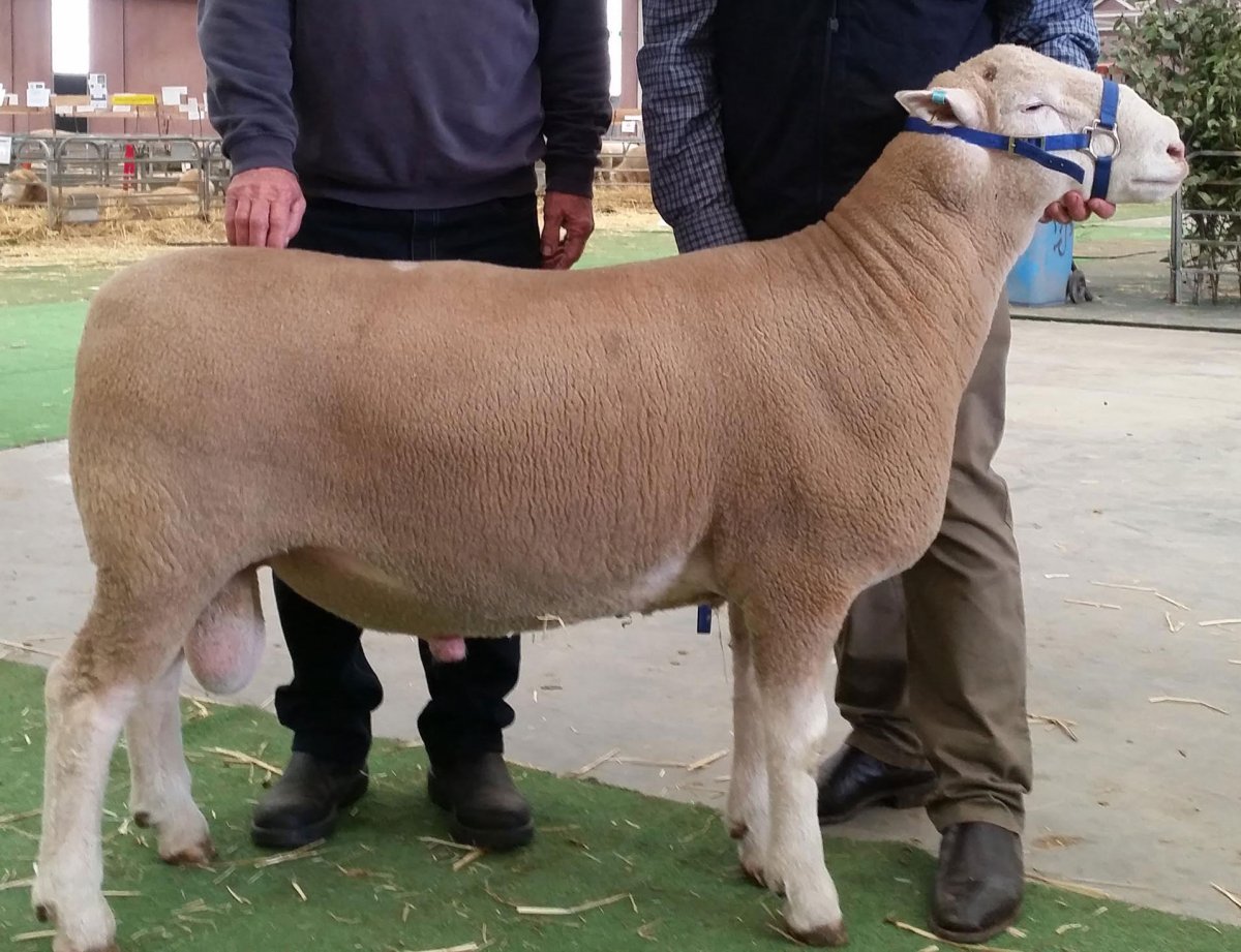 Гемпшир порода овец