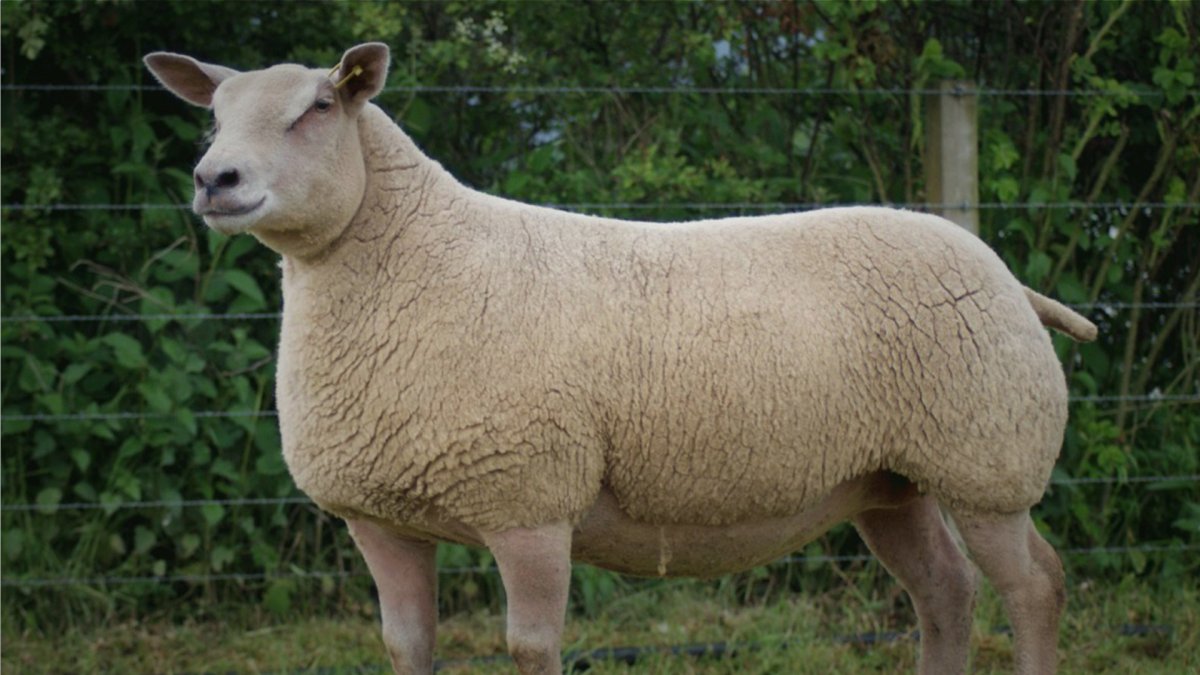 Порода Баранов Шароле