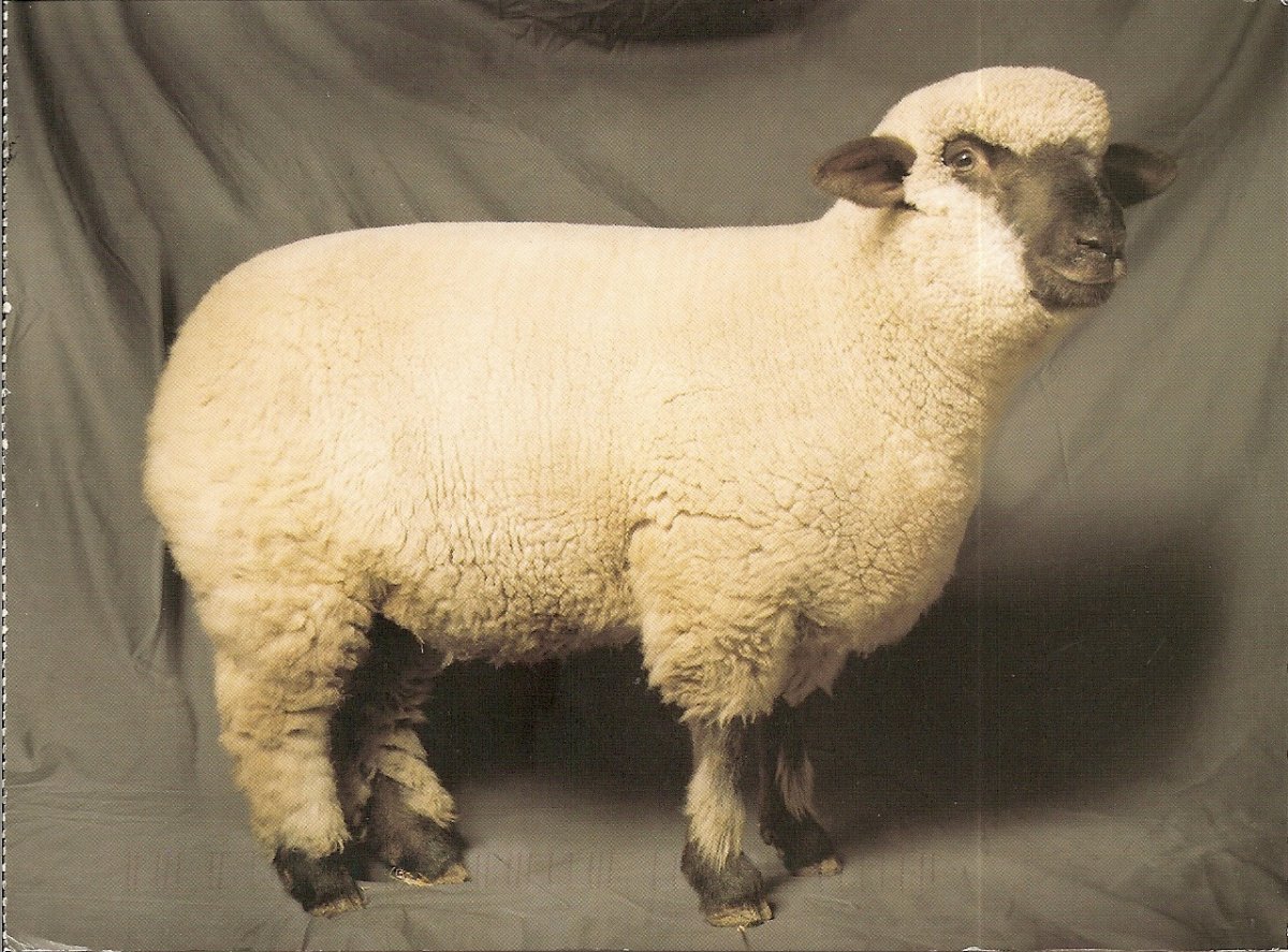 Дорсет порода овец характеристика