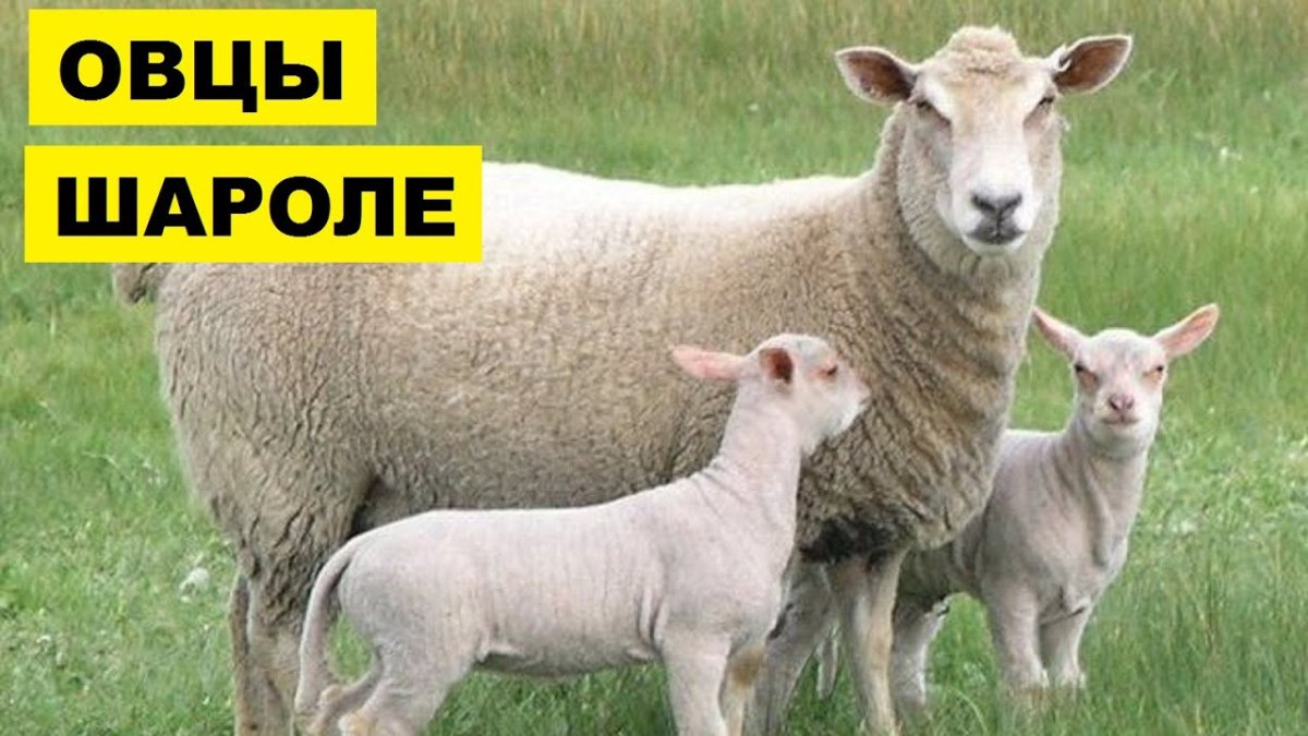 Шароле порода овец