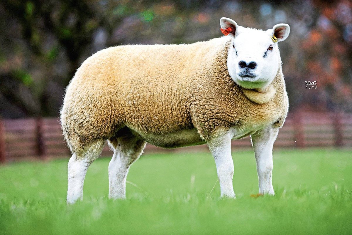 Тексель порода овец