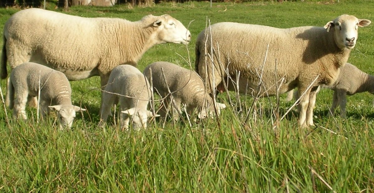 Ташлинская порода овец