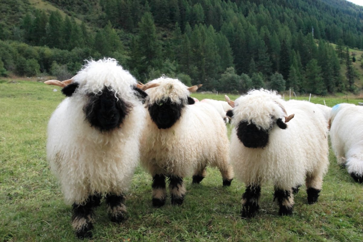 Черноносые Valais Blacknose
