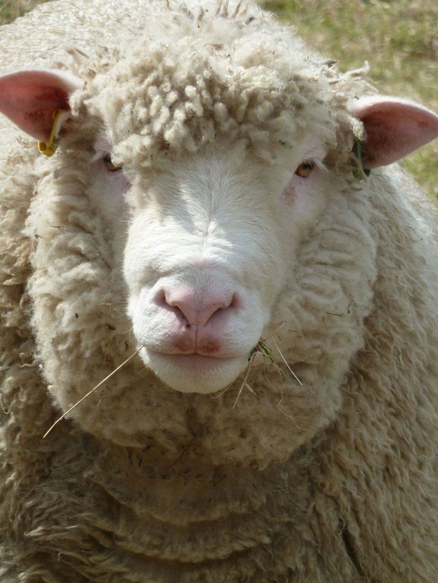 Дорсет Хорн овцы