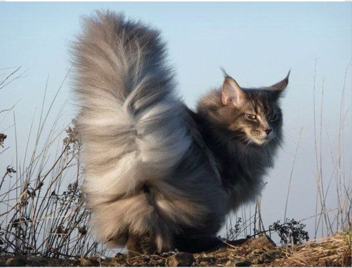 Кошка с пушистым хвостом