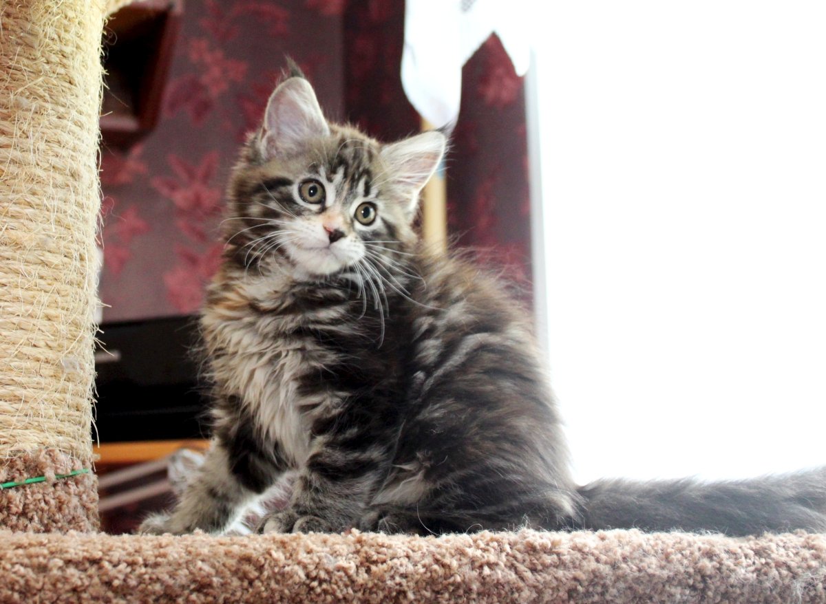 Котёнок Мейн кун 1 год