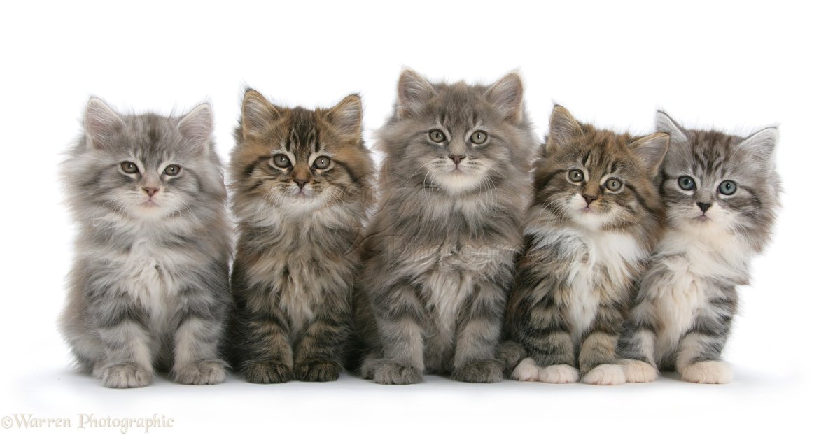 Сибирская кошка с британцем