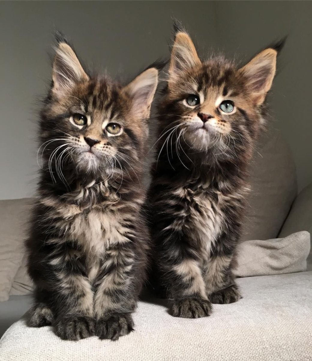 Сибирский Мейн кун