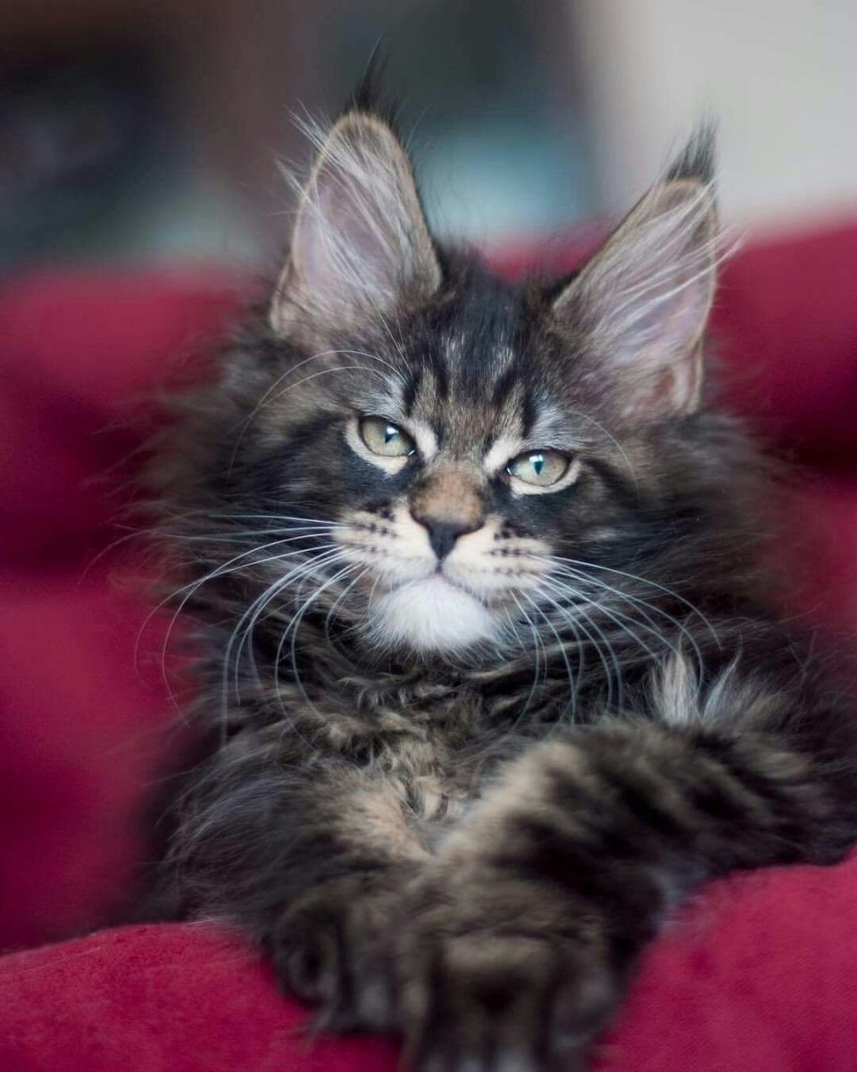 Мейн кун и Сибирская кошка