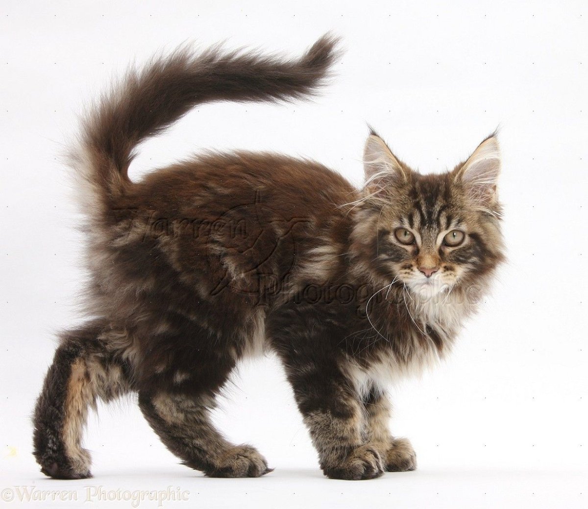 Мейн кун сзади