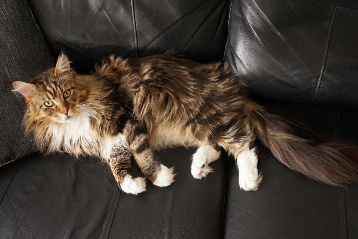 Большая кошка Мейн кун