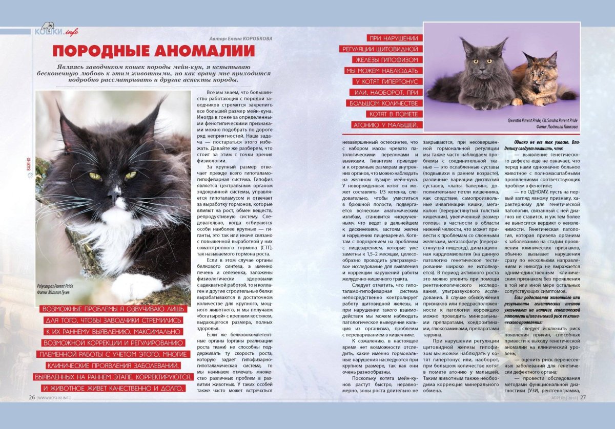 Кошки породы Мейн кун описание