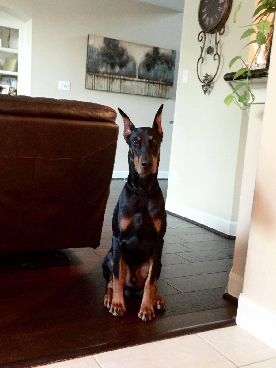 Доберман буй