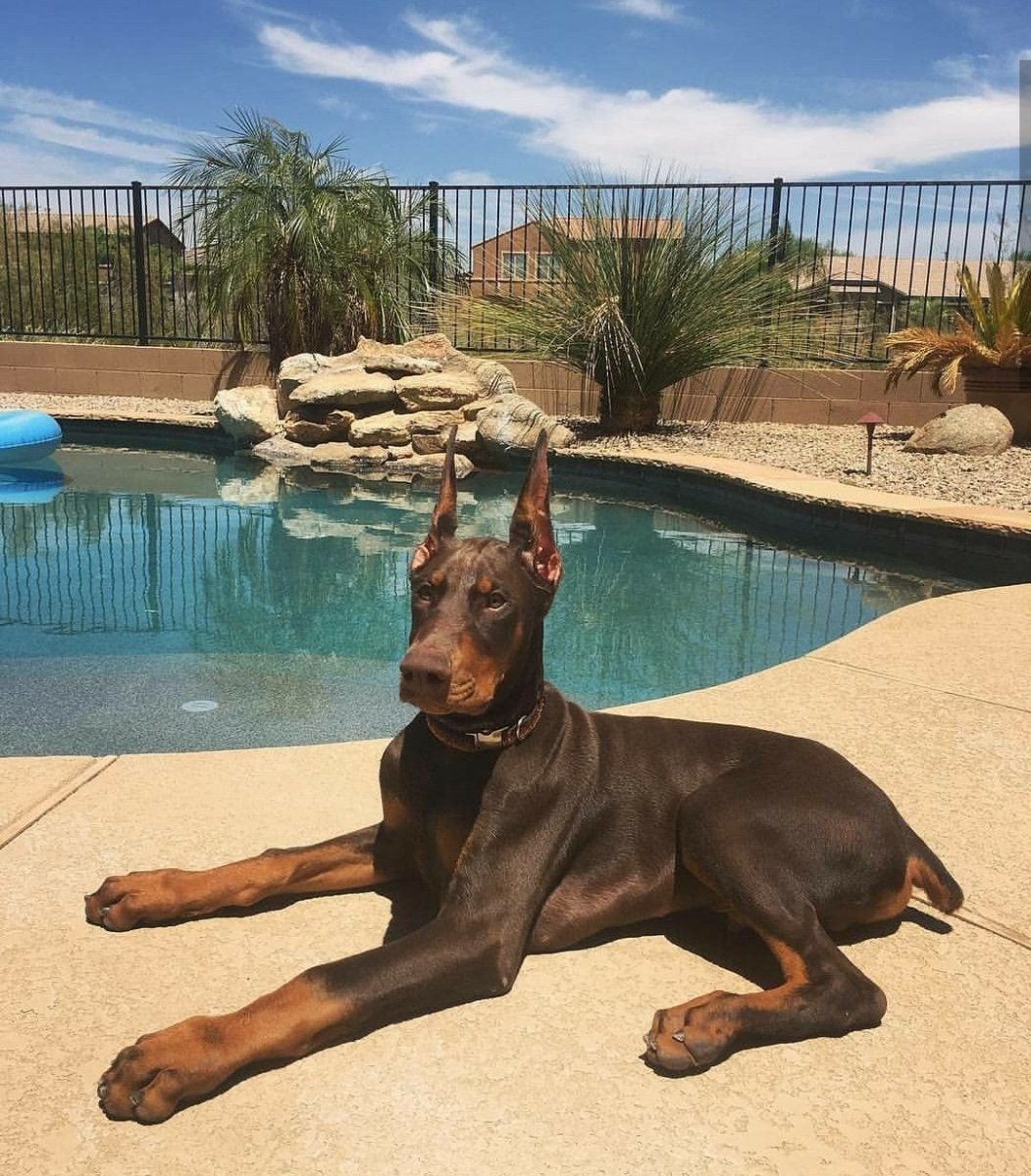 Доберман на море