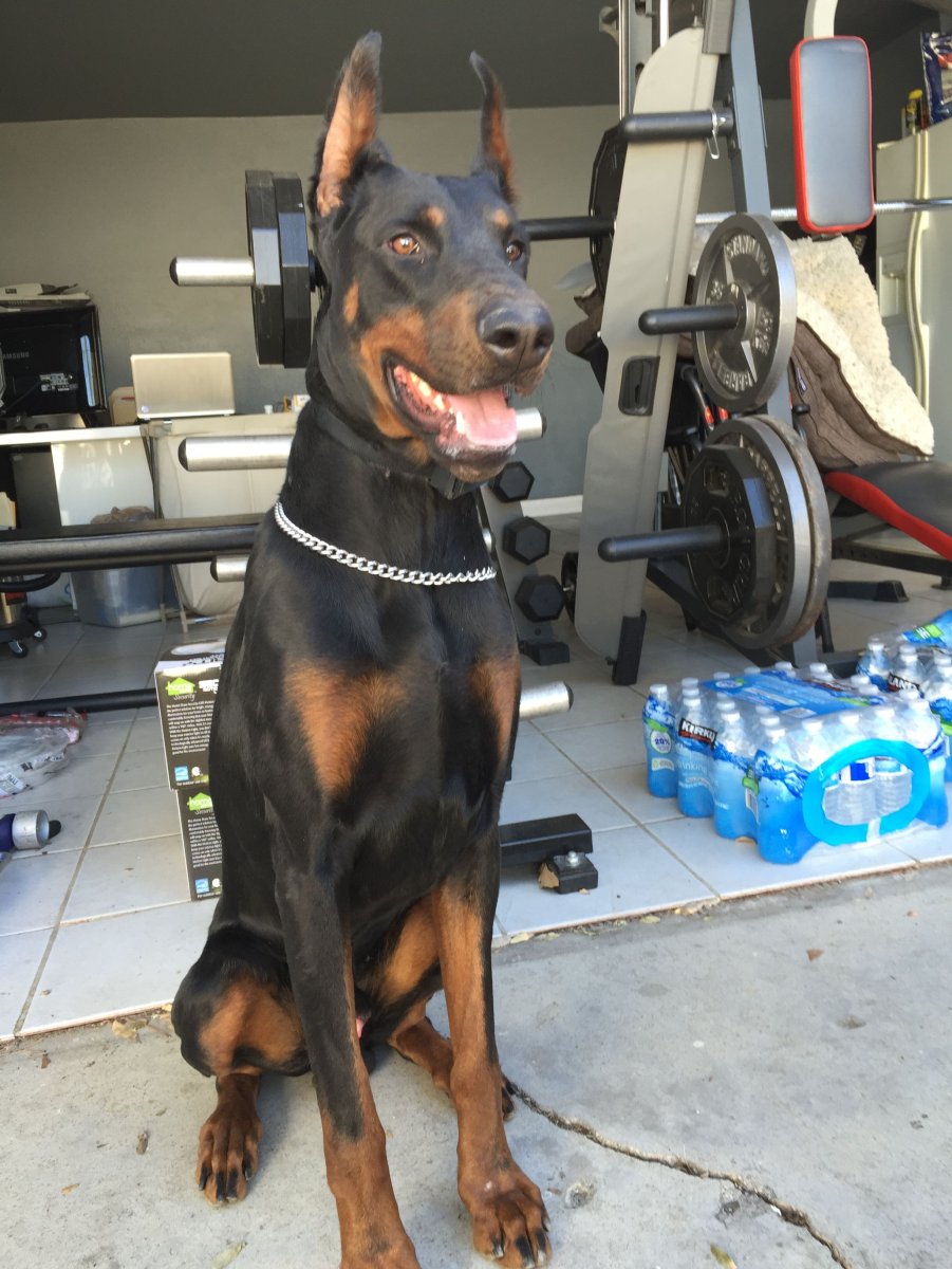 Доберман 2021