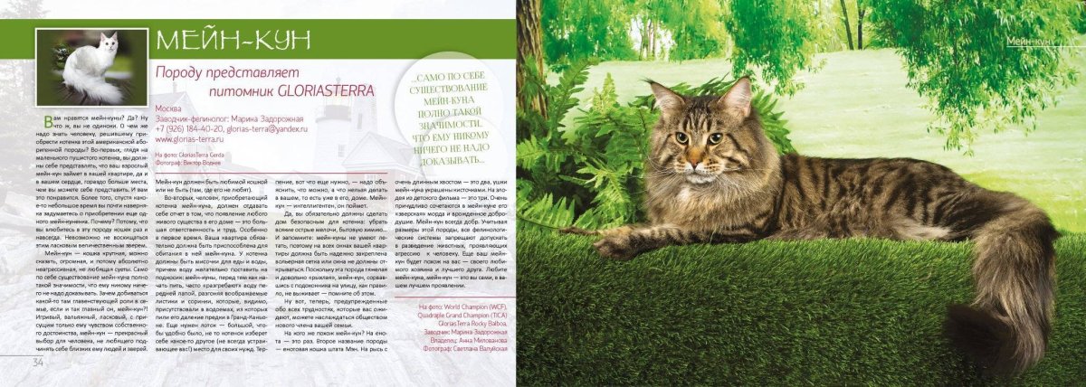 Вес котёнка в 5 месяцев Мейн кун