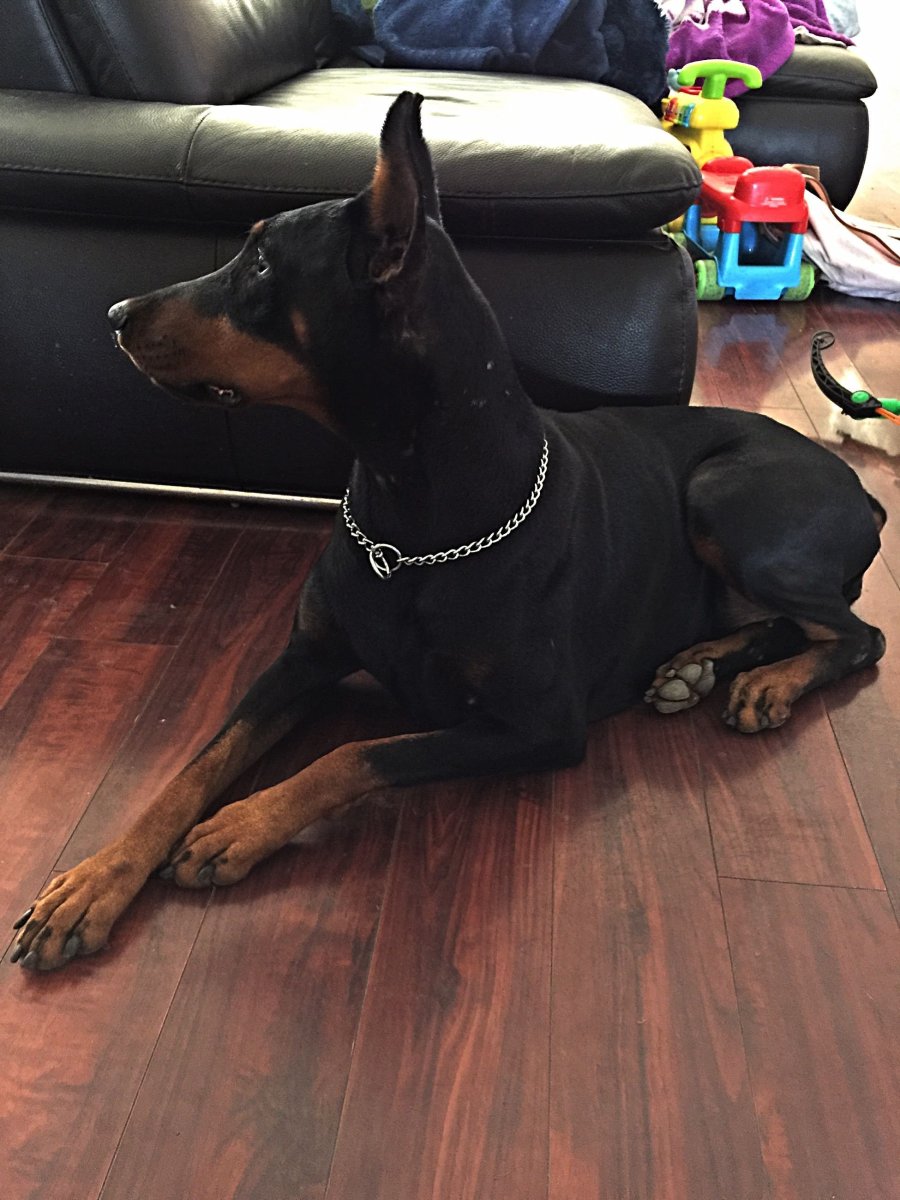 Доберман в доме