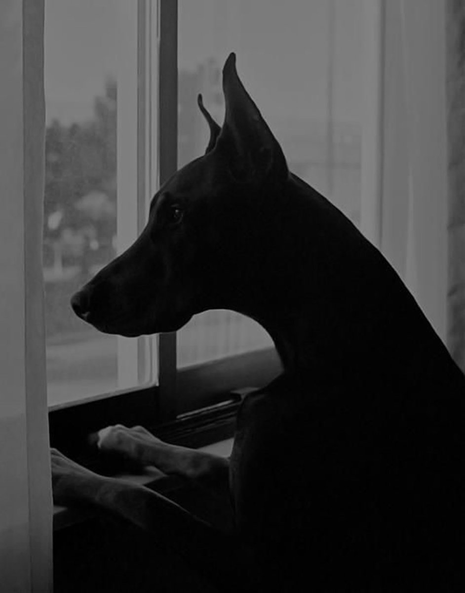 Доберман Эстетика