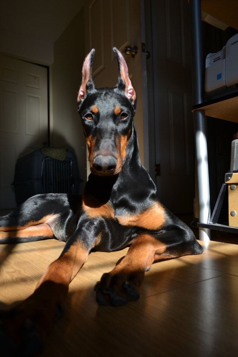 Доберман-пинчер сохры