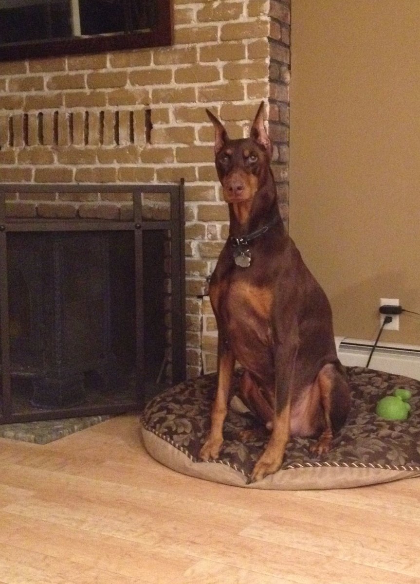 Доберман в доме