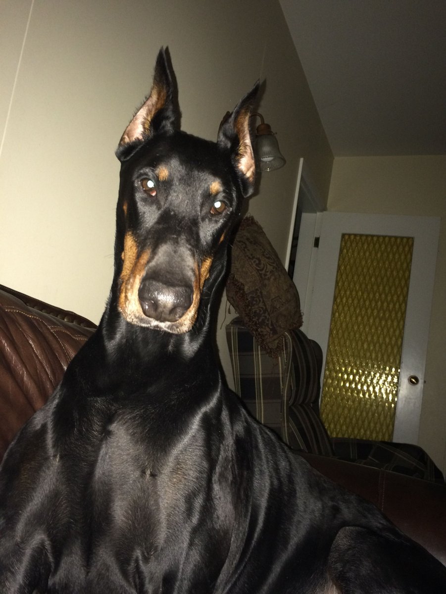 Доберман ОФФНИКИ