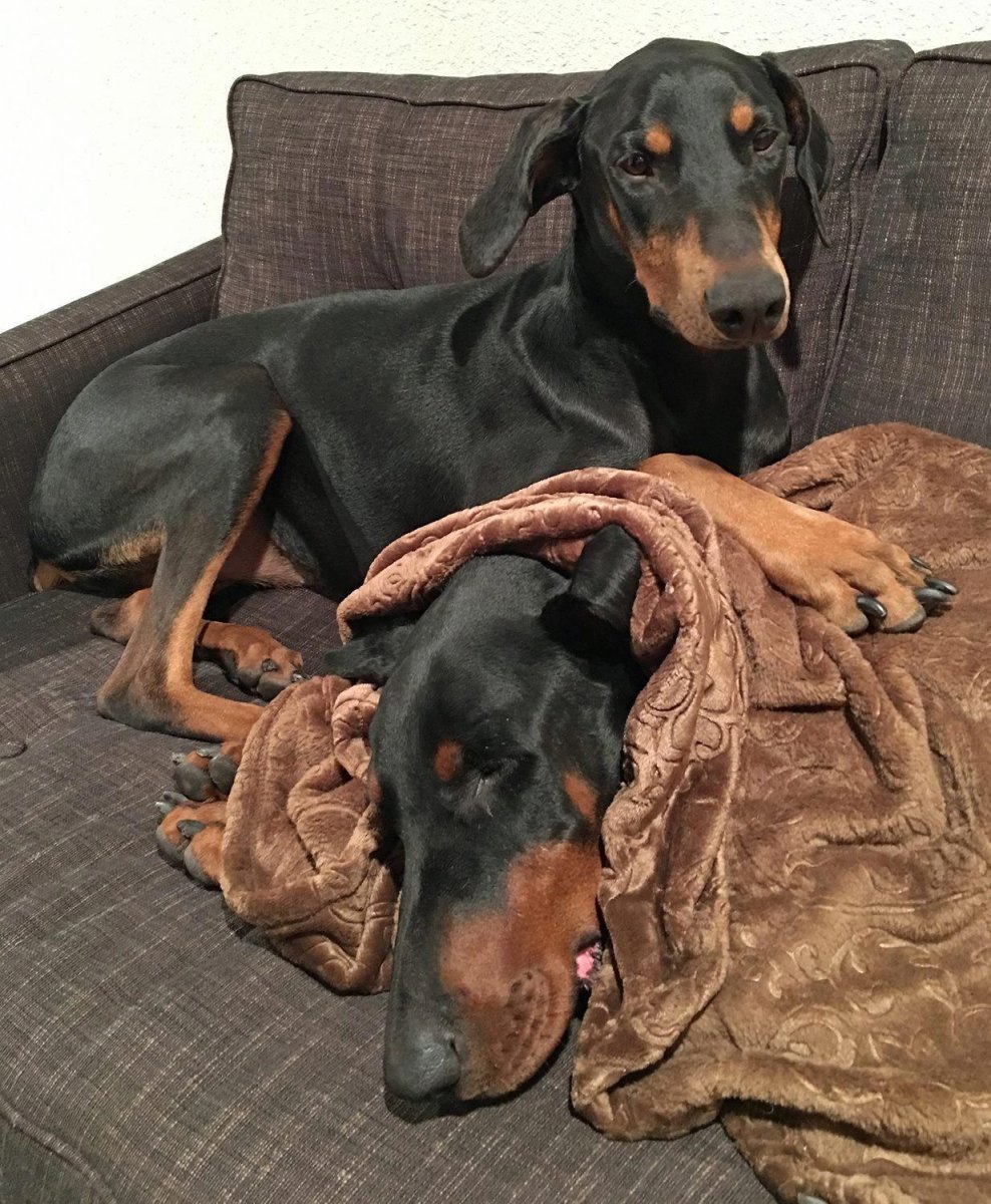 Доберман ауф