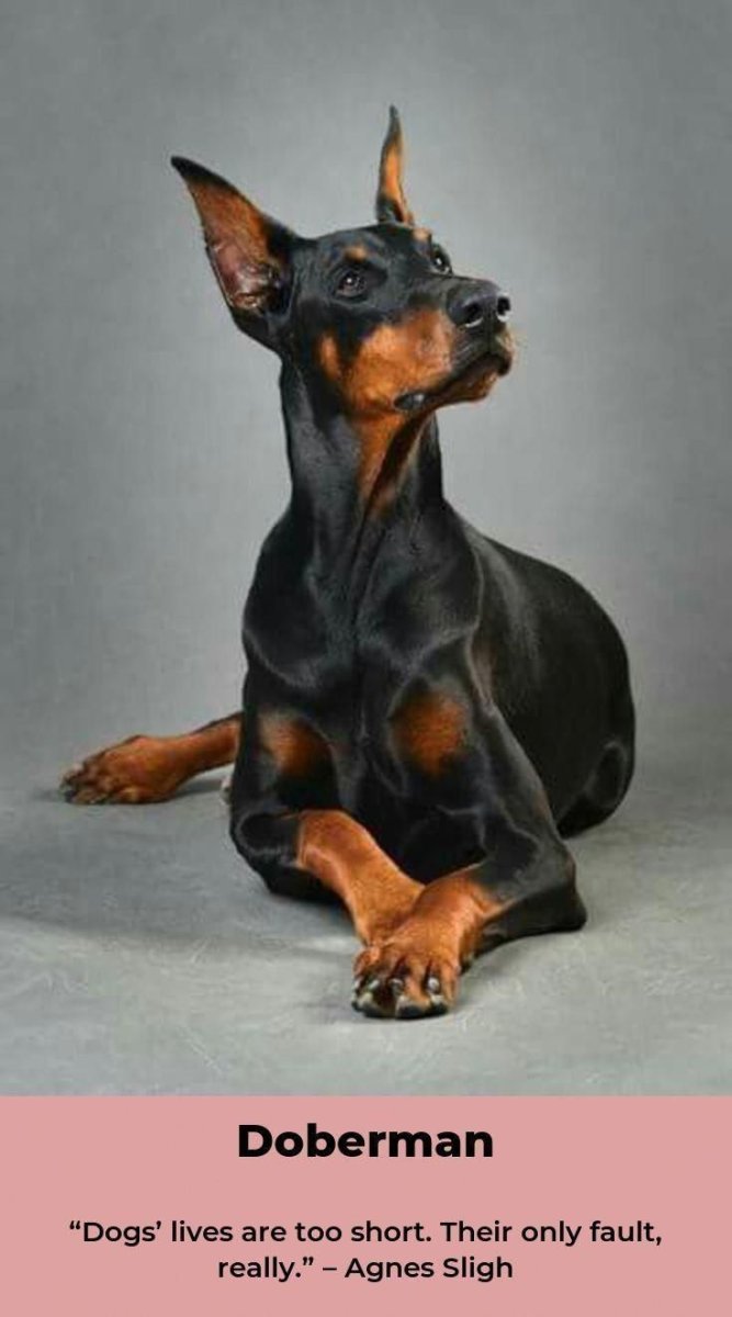 Лежачий Доберман