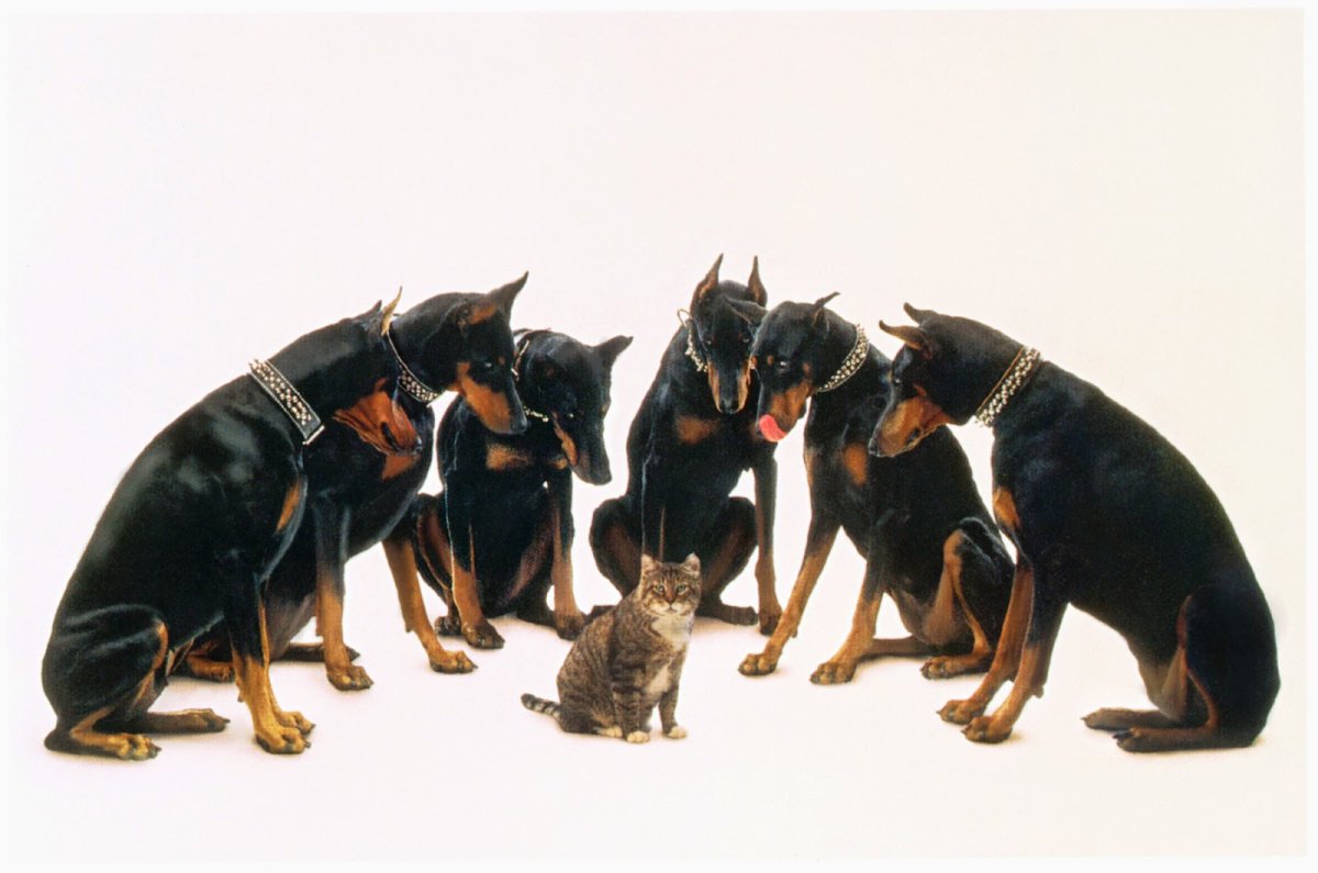 Доберман и кот