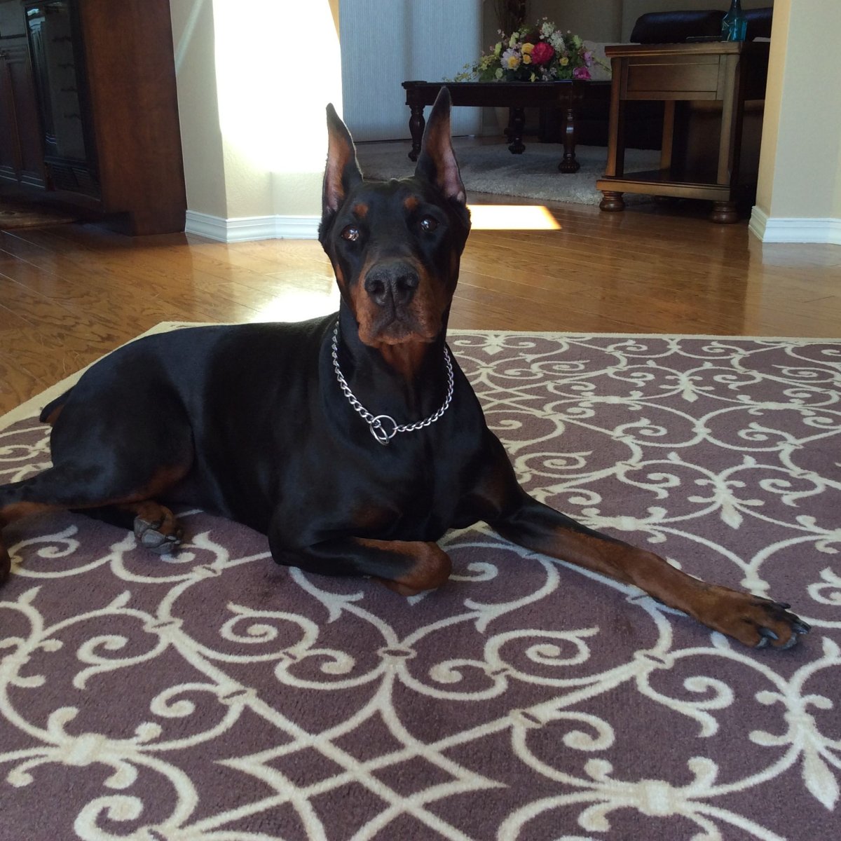 Доберман в доме