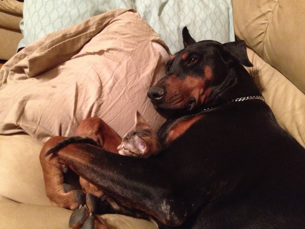 Доберман Соня