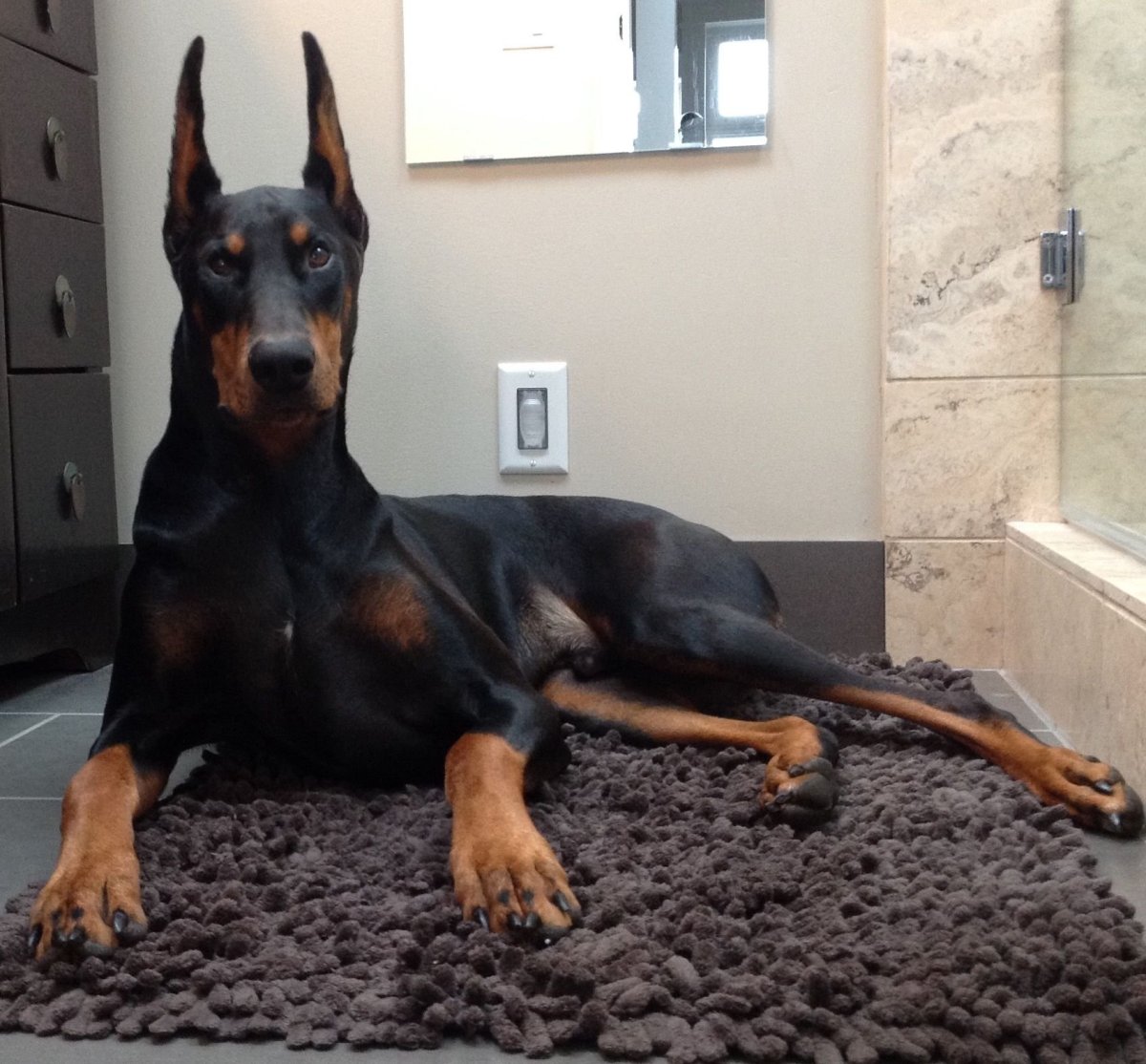 Немецкий дог и Доберман