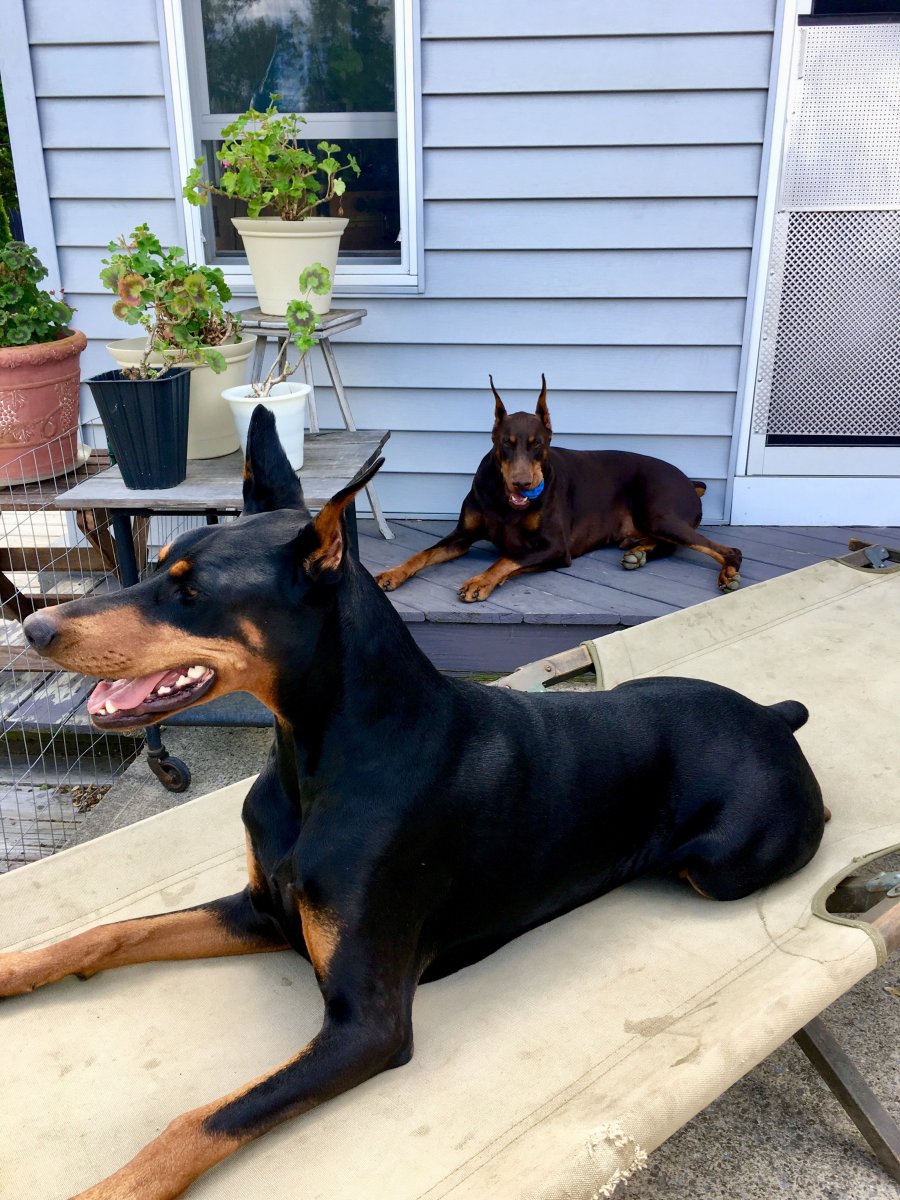 Сторожевая собака породы Доберман