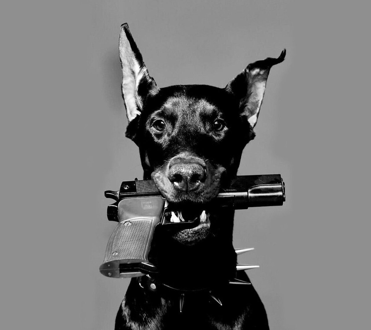 Боевые собаки Доберман