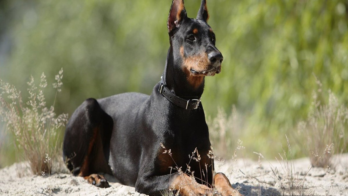 Королевский Доберман