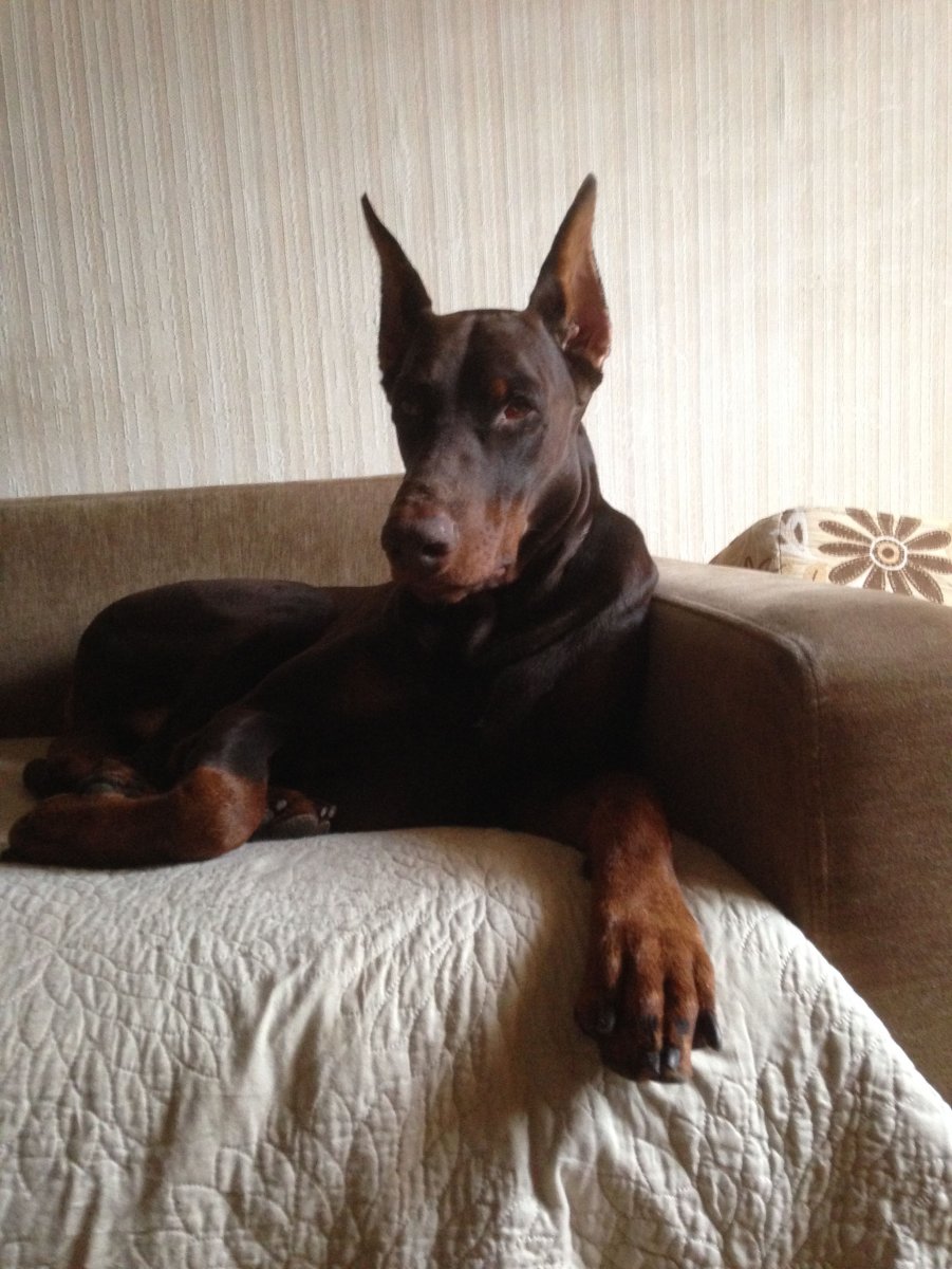 Шоколадный Доберман Эстетика