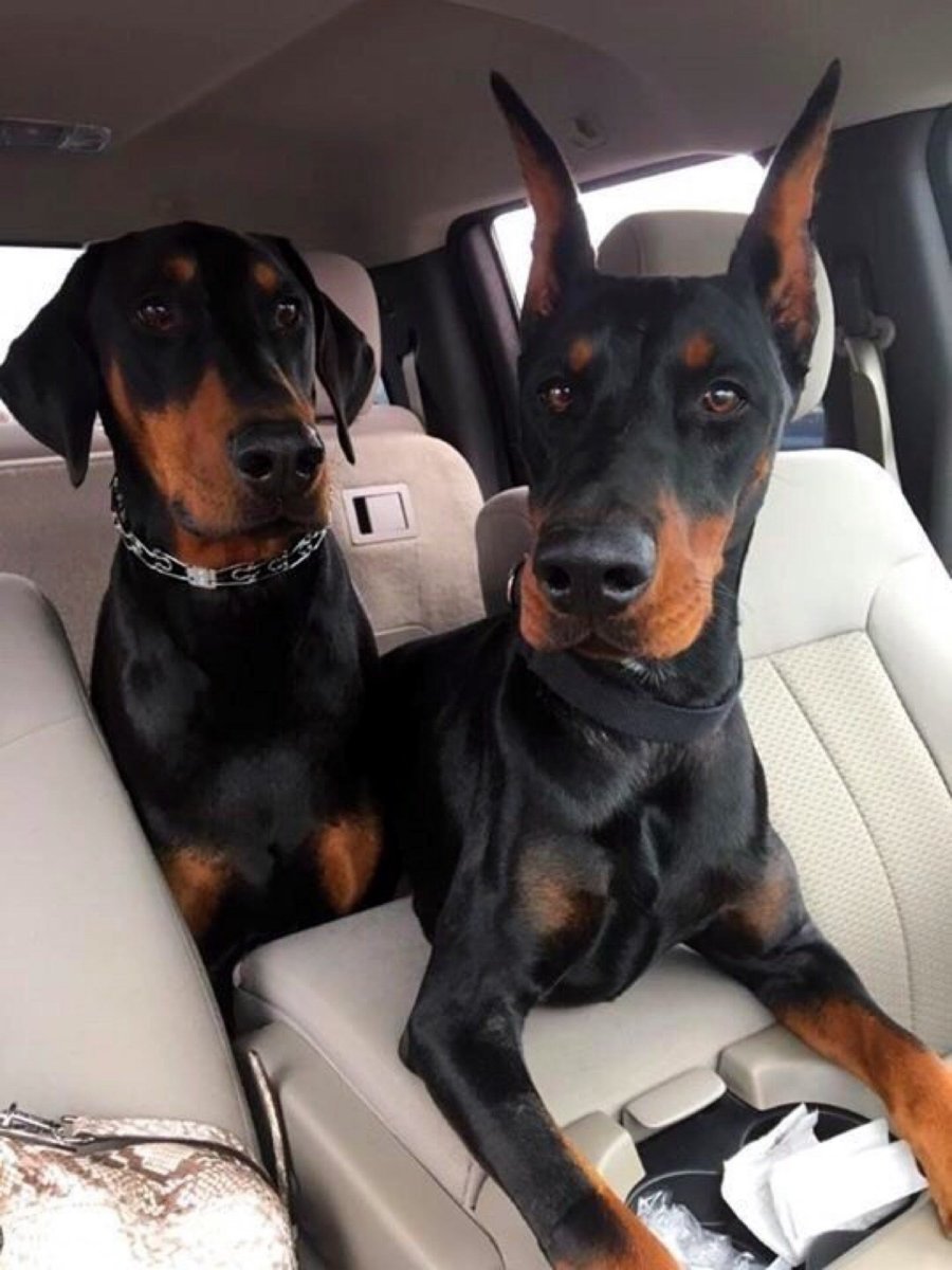 Доберман с пуллером