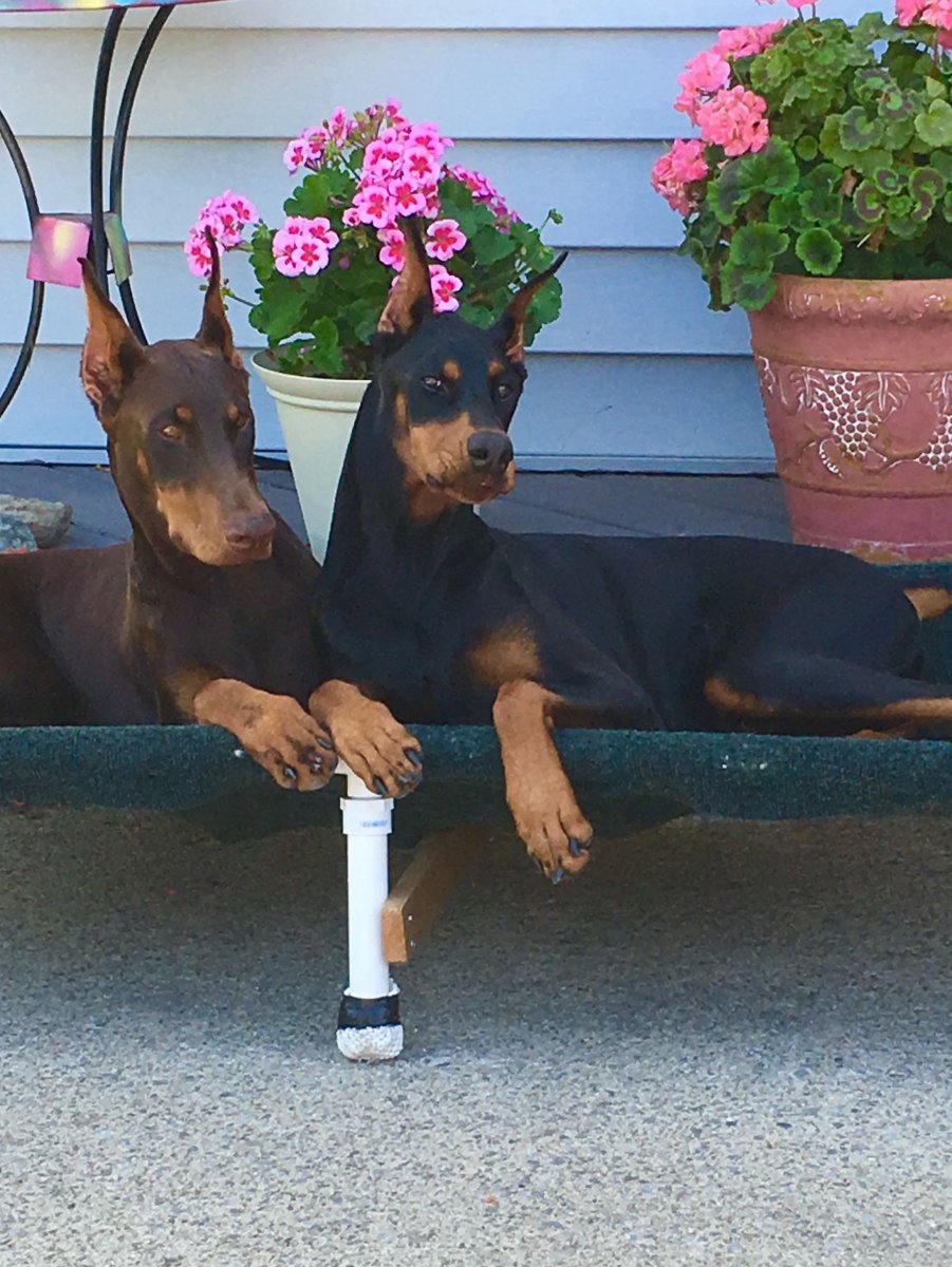 Доберман Эстетика