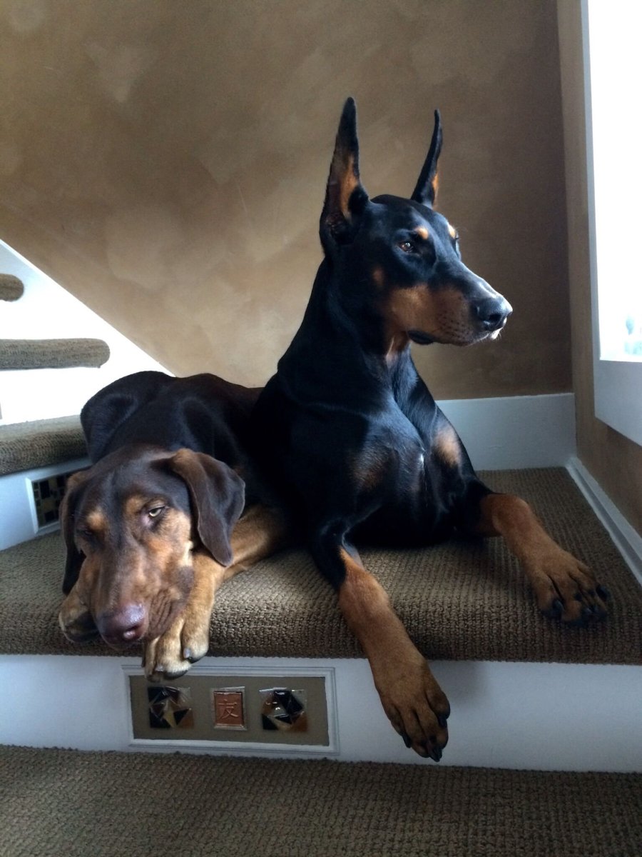 Доберман ПЭТ класса