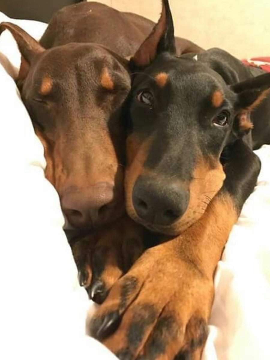 Пара доберманов