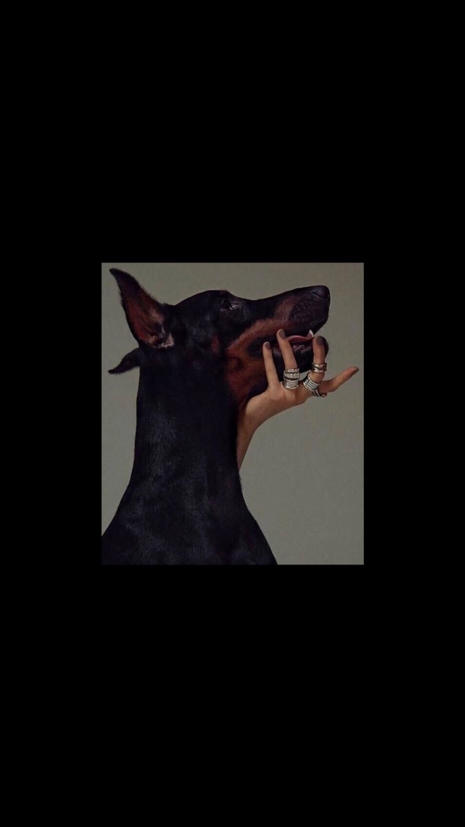 Доберман Black aesthetic